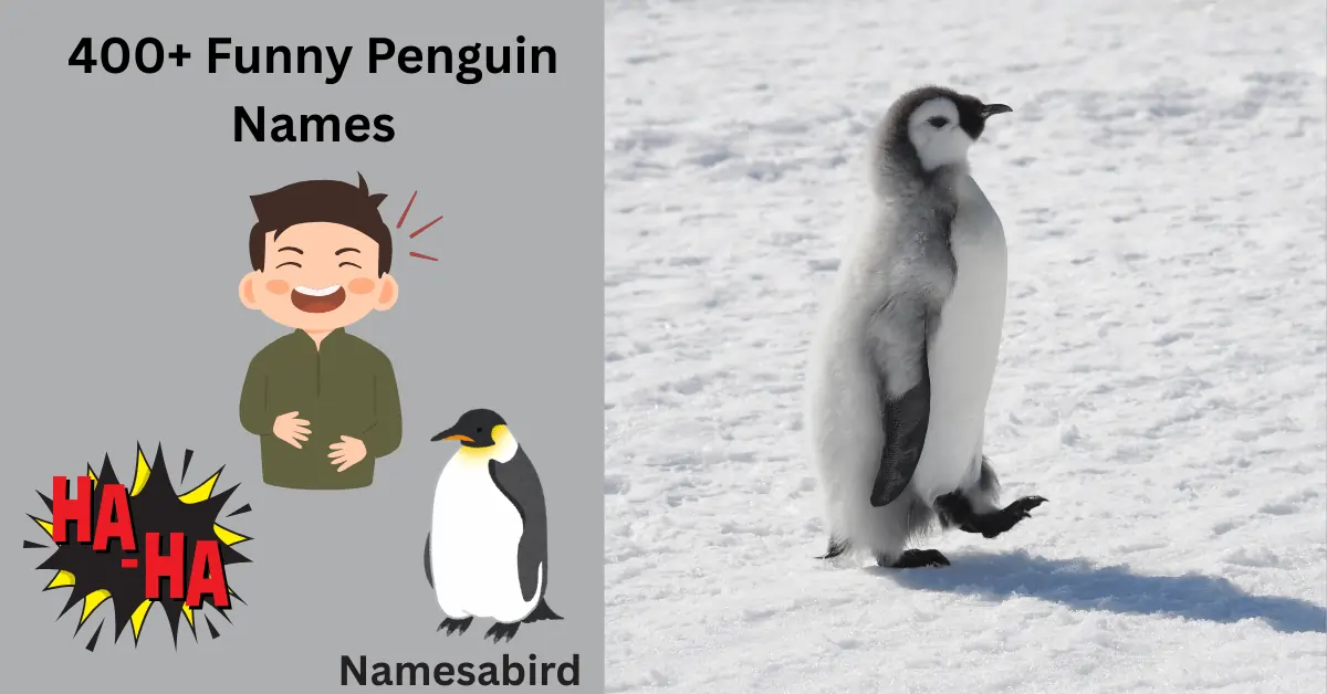 Funny Penguin Names 300+ best & catchy Ideas with Generator