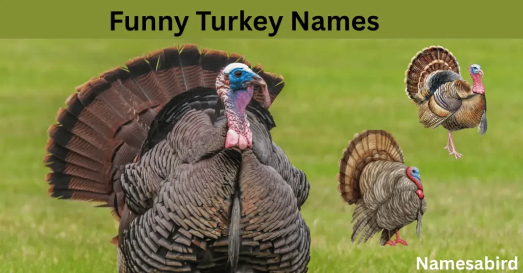 400+ Funny Turkey Names That’ll Make You Snort-Laughs