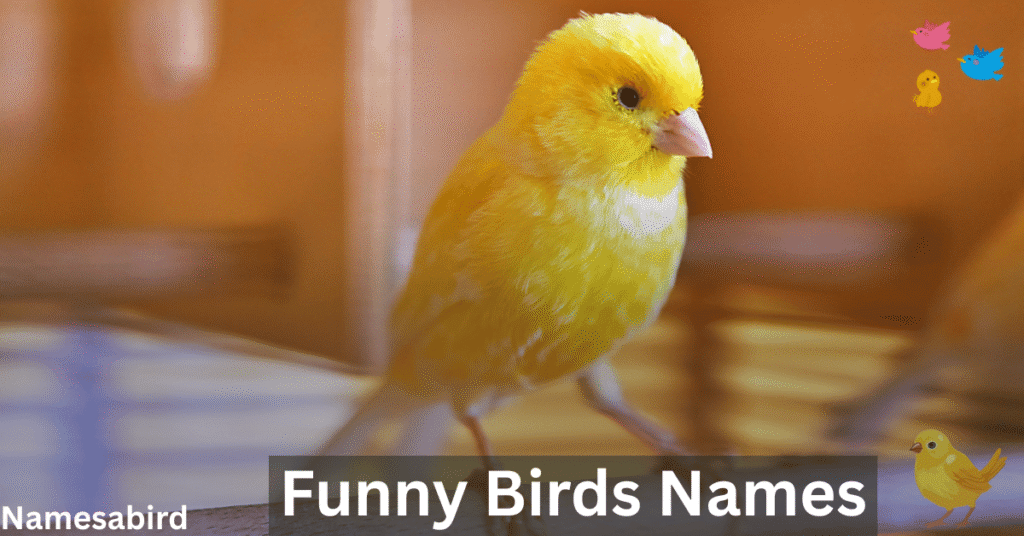 Funny Canary Names