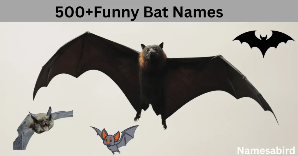 Funny Bat Names: 100+ Hilarious Spooky and Cool Ideas for Your Pet Bat