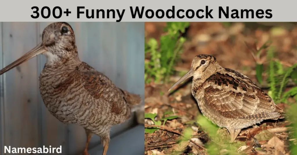 300+ American Woodcock Names: Funny, Flock & Unique Name ideas