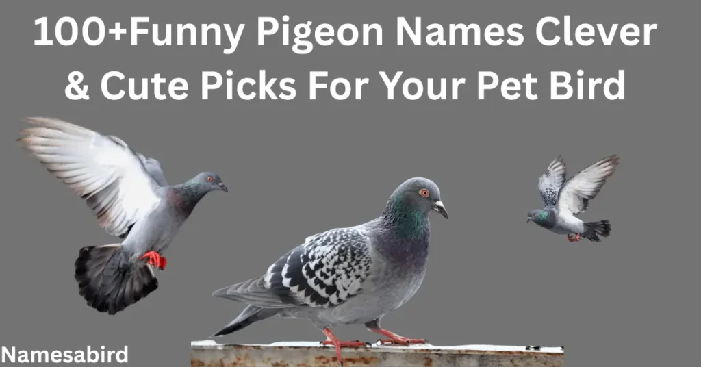 100+Funny Pigeon Names Clever & Cute Picks For Your Pet Bird
