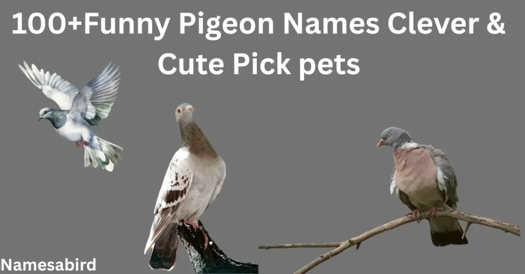 100+Funny Pigeon Names Clever & Cute Picks For Your Pet Bird