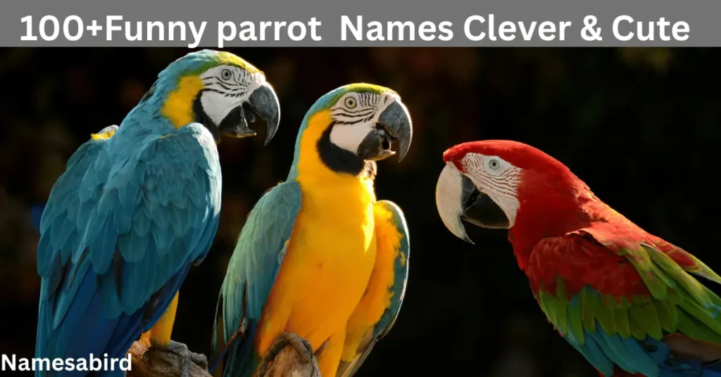Funny Parrot Names That’ll Make You Snort-Laugh