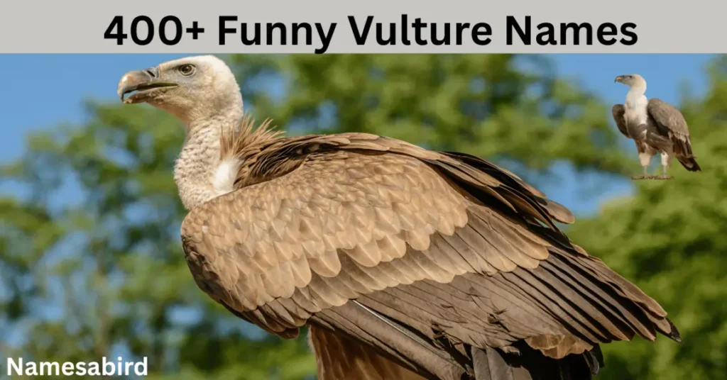 300+ Funny Vulture Names | Cool & Catchy With Generator
