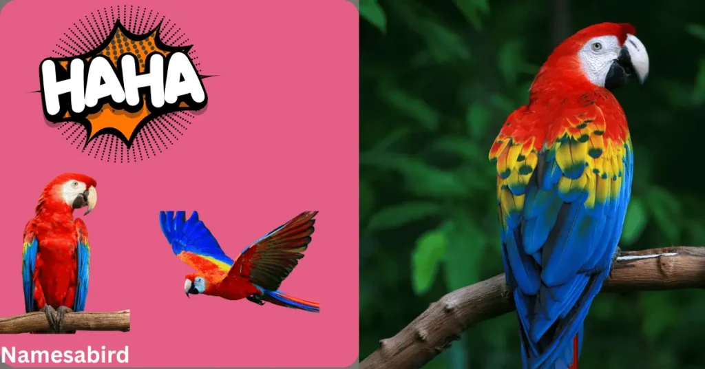 300+ Hilarious and Funny Macaw Names