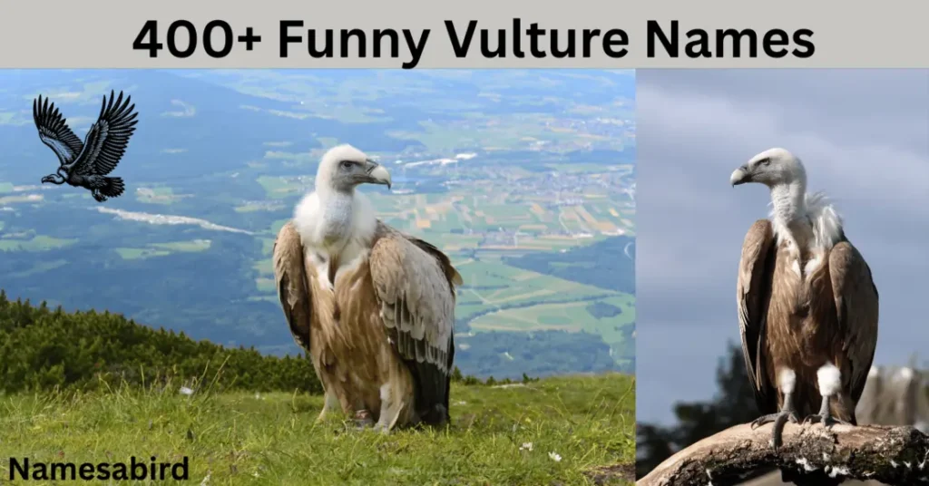 300+ Funny Vulture Names | Cool & Catchy With Generator
