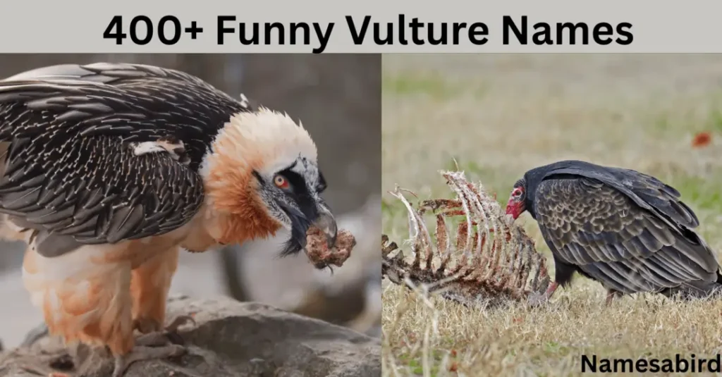 300+ Funny Vulture Names | Cool & Catchy With Generator