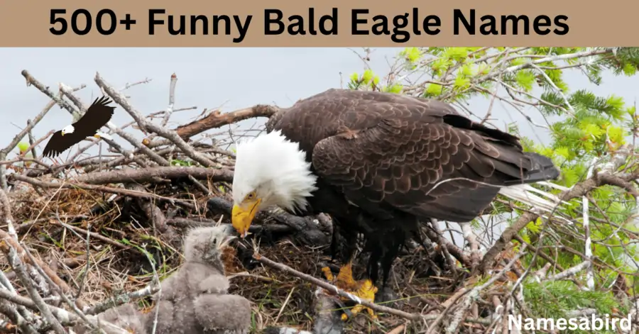 500+ Funny Bald Eagle Names