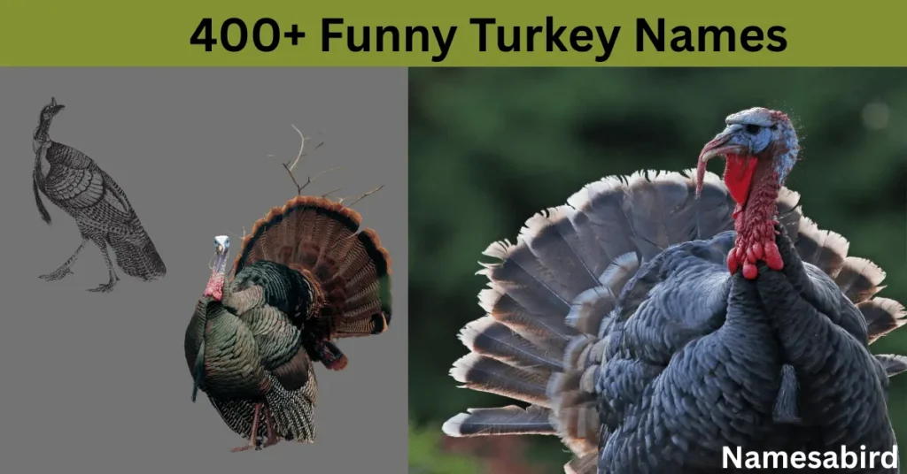 400+ Funny Turkey Names That’ll Make You Snort-Laughs