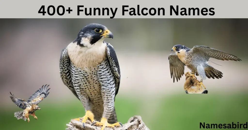 400+ Funny Falcon Names: Hilarious Ideas With Generator