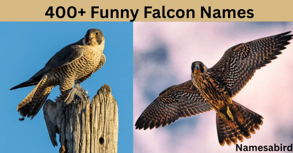 400+ Funny Falcon Names: Hilarious Ideas With Generator
