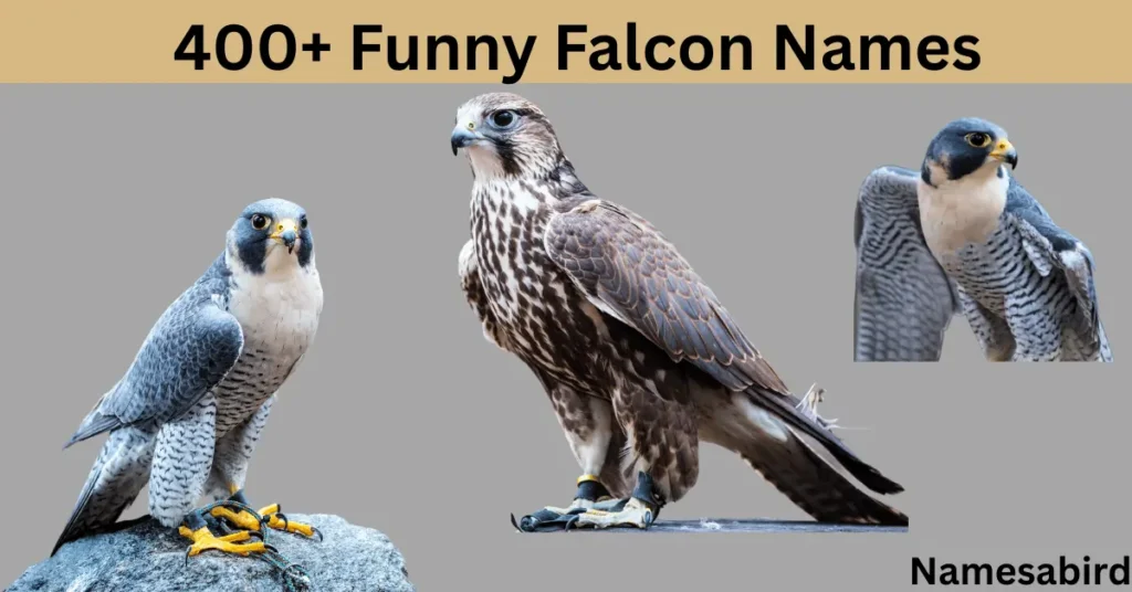 400+ Funny Falcon Names: Hilarious Ideas With Generator