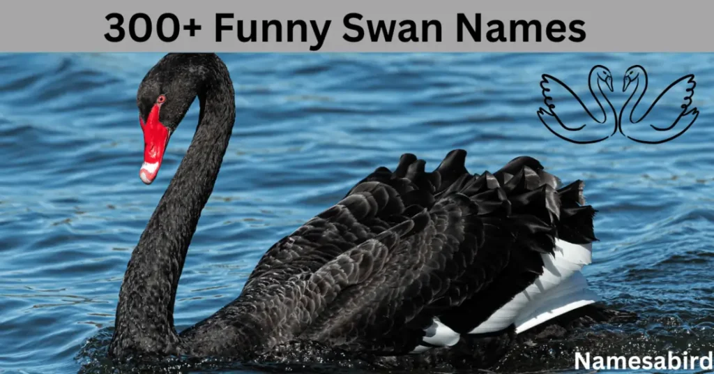 300+ Funny Swan Names