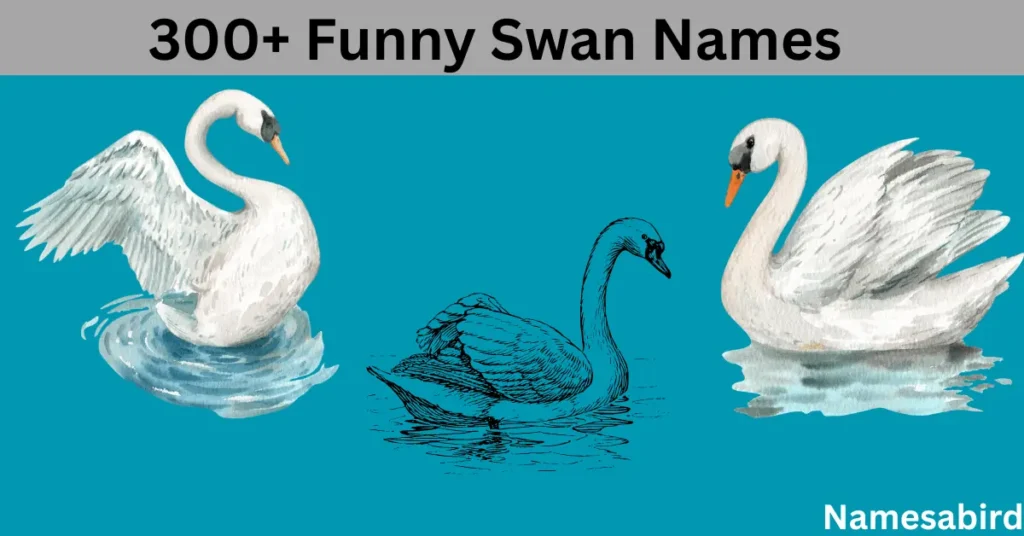 300+ Funny Swan Names