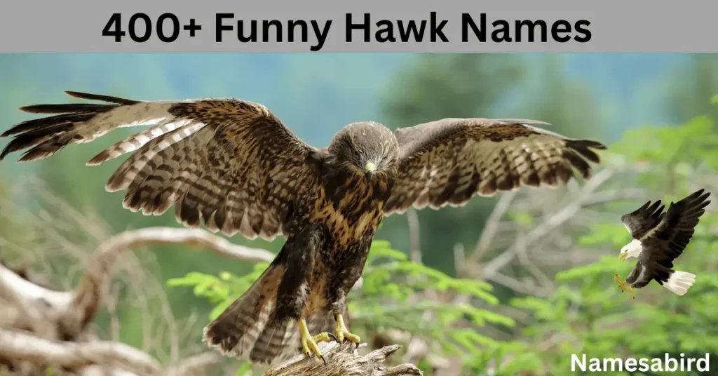 400+ Funny Hawk Names –Cool, creative & Hilarious Best Ideas