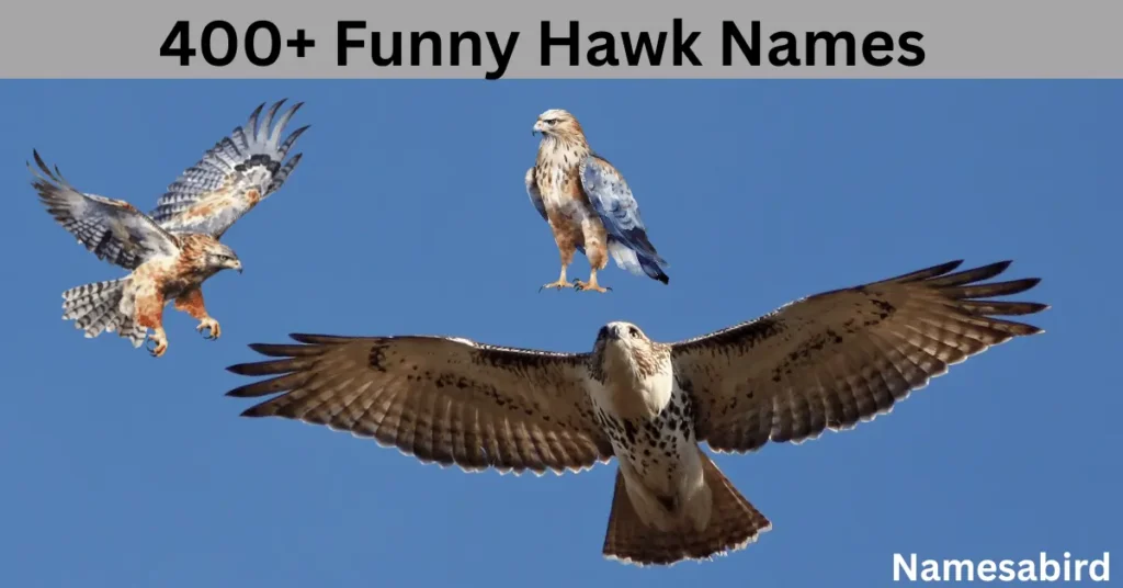 400+ Funny Hawk Names –Cool, creative & Hilarious Best Ideas