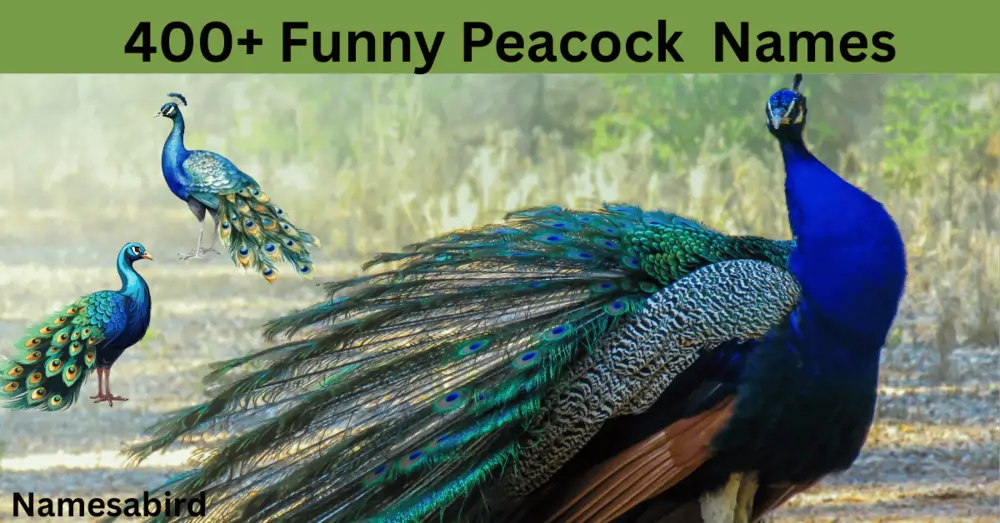 400 Funny Peacock Names ( Hilarious& Creative ) Meaning + & Generator
