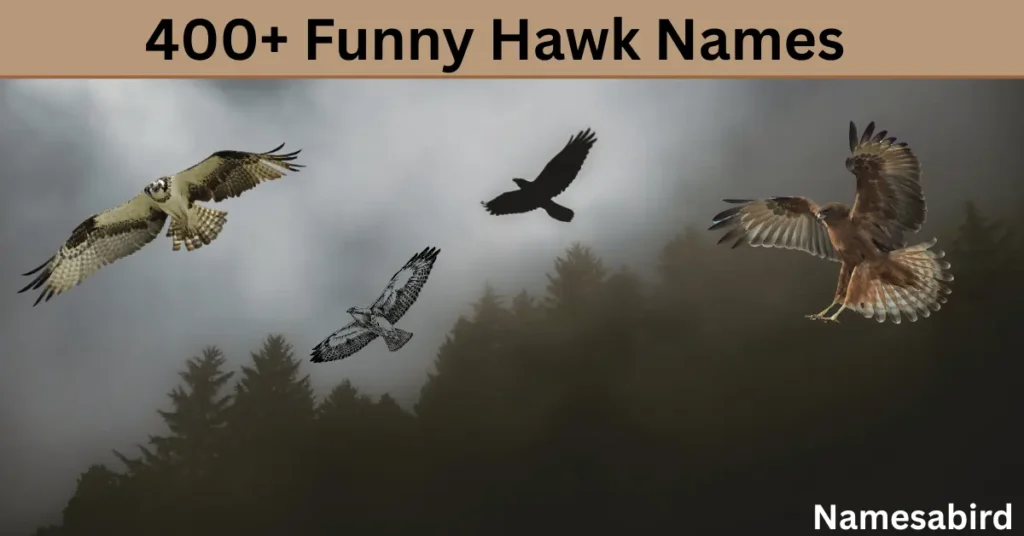 400+ Funny Hawk Names –Cool, creative & Hilarious Best Ideas