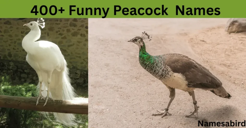 400 Funny Peacock Names ( Hilarious& Creative ) Meaning + & Generator