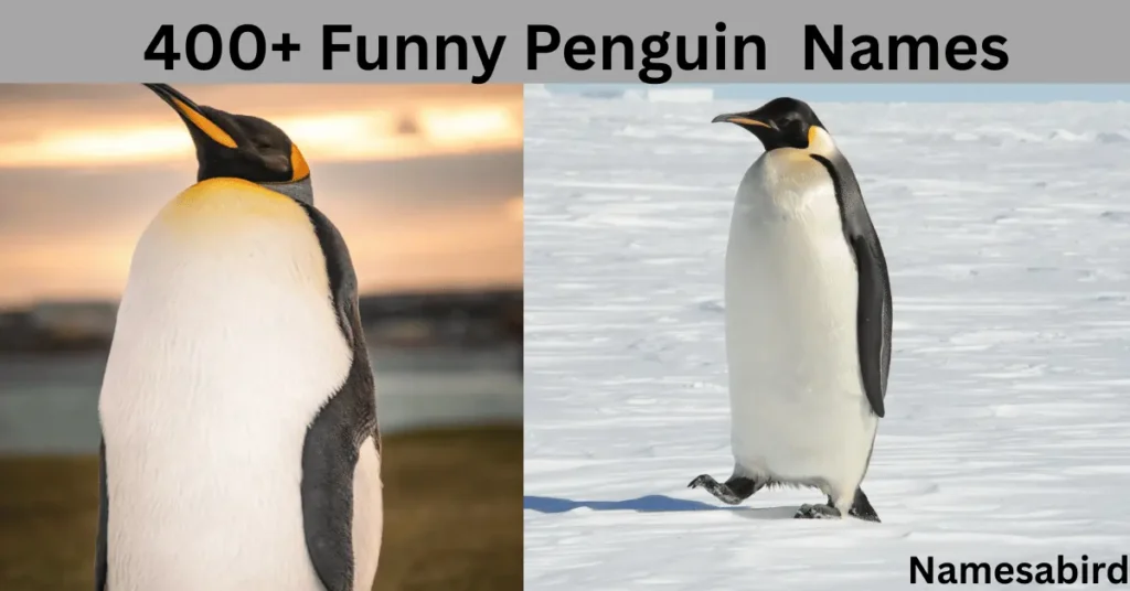 Funny Penguin Names 300+ best & catchy Ideas with Generator