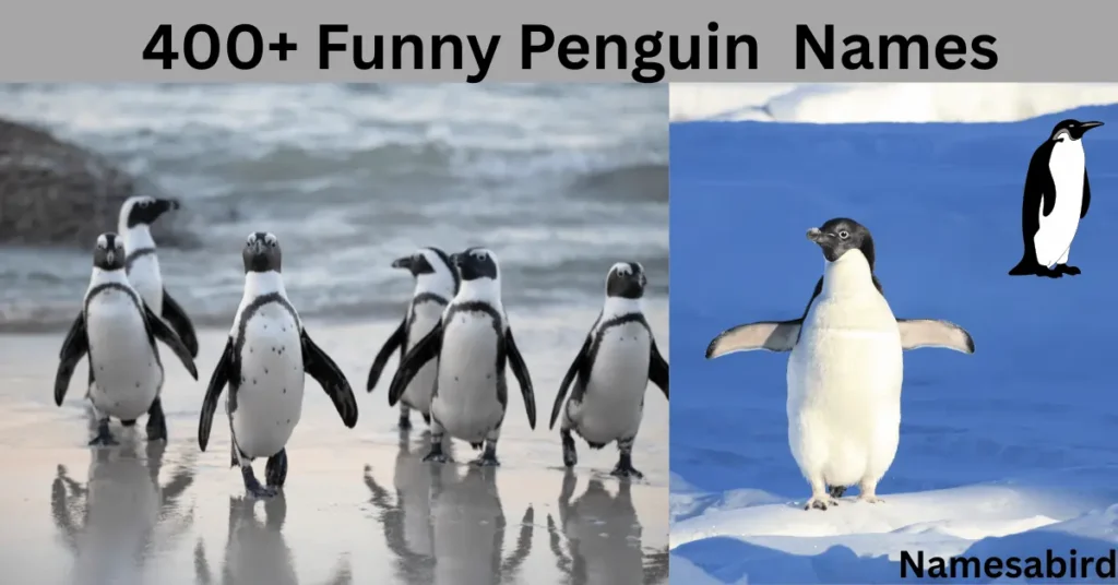 Funny Penguin Names 300+ best & catchy Ideas with Generator