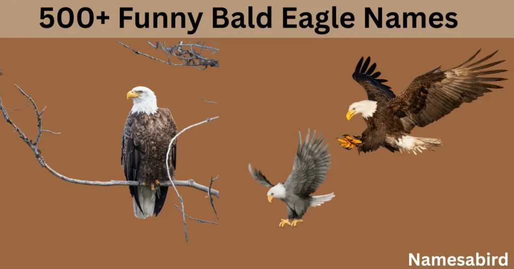 500+ Funny Bald Eagle Names