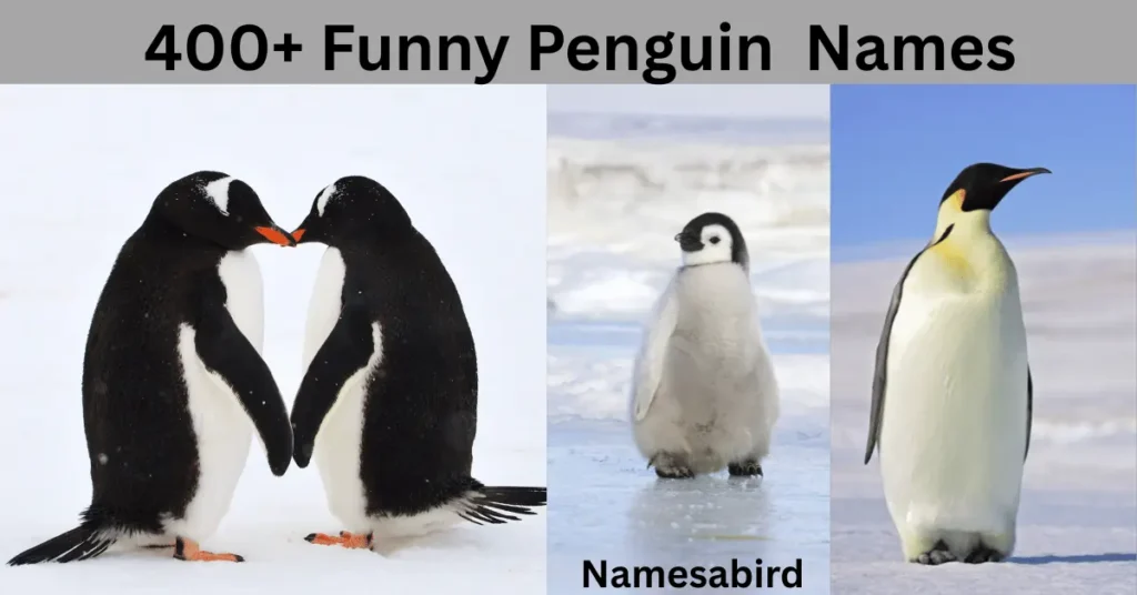 Funny Penguin Names 300+ best & catchy Ideas with Generator