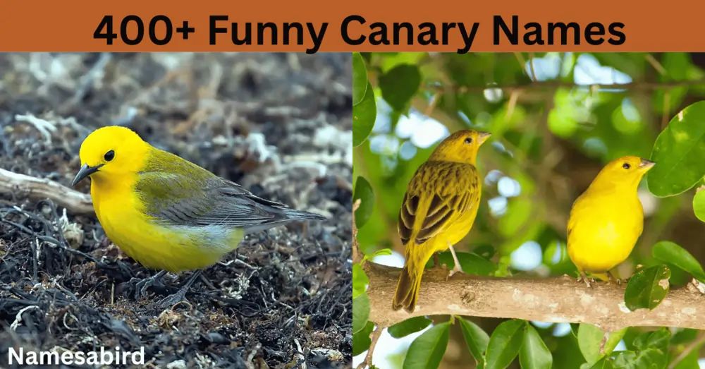 Canary Names – 400 + Funny, Unique Names for Your Pet Canary