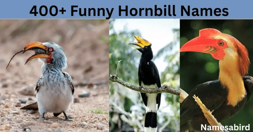 300+ Funny Hornbill Names: Hilarious ideas with AI Generator for Bird Lovers