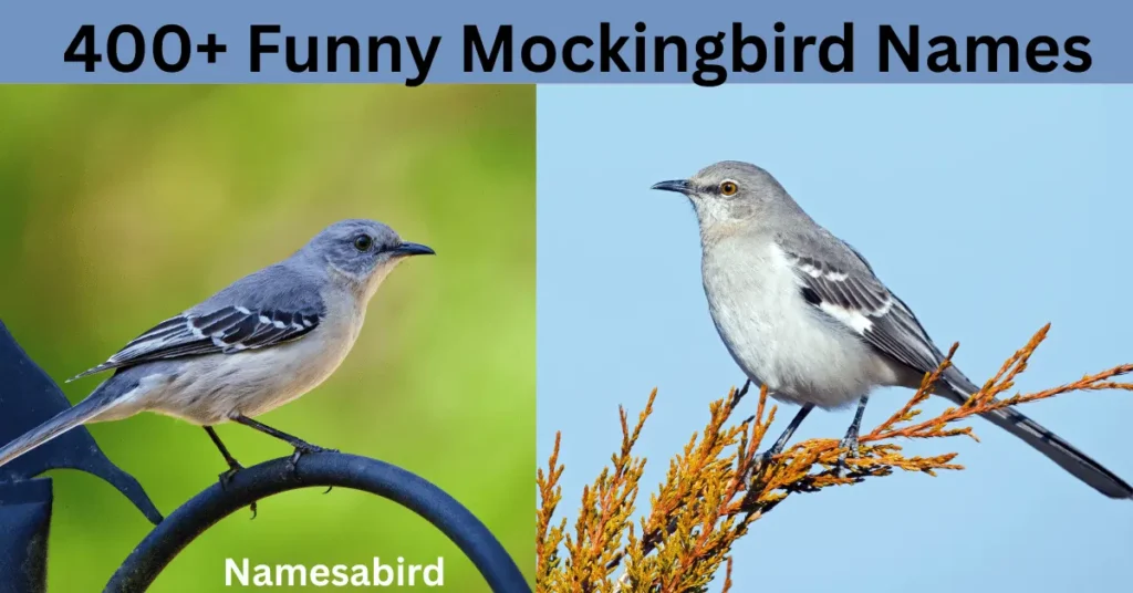300+ Best Mockingbird Names: Funny, Cute & Catchy Ideas with Generator