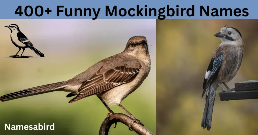 300+ Best Mockingbird Names: Funny, Cute & Catchy Ideas with Generator