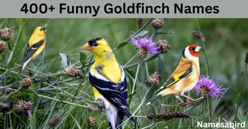 400+ Funny Goldfinch Names: Hilarious & Unique Cool Ideas