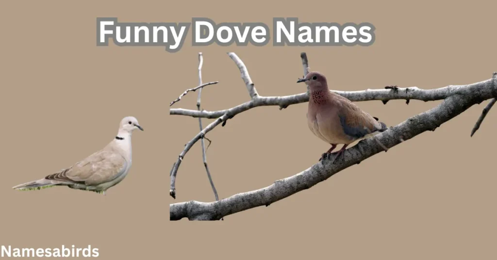 Funny Dove Names