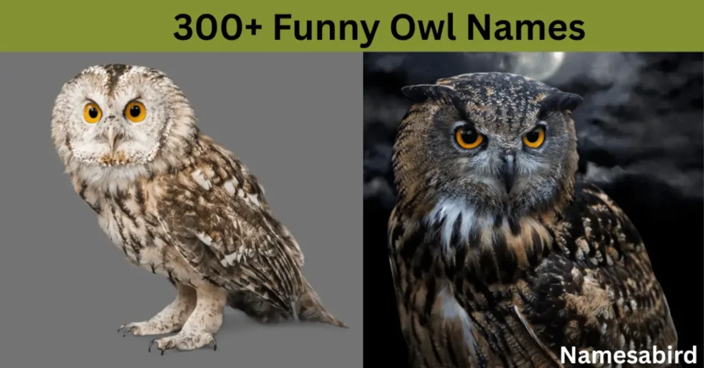 Top 300 + Hilarious and Funny Owl Names
