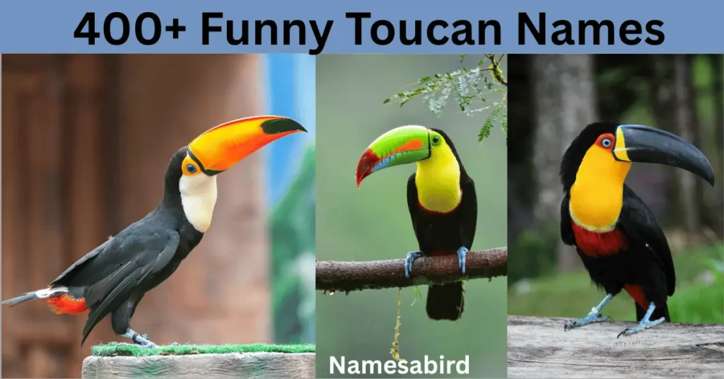 400+ Funny Toucan Names: Catchy & Trendy Ideas with Generator