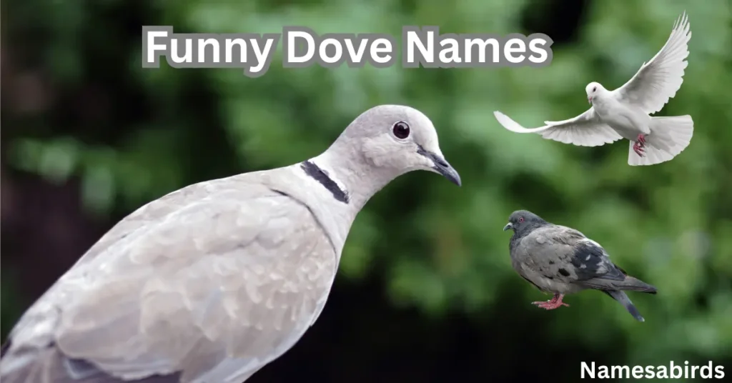 Funny Dove Names