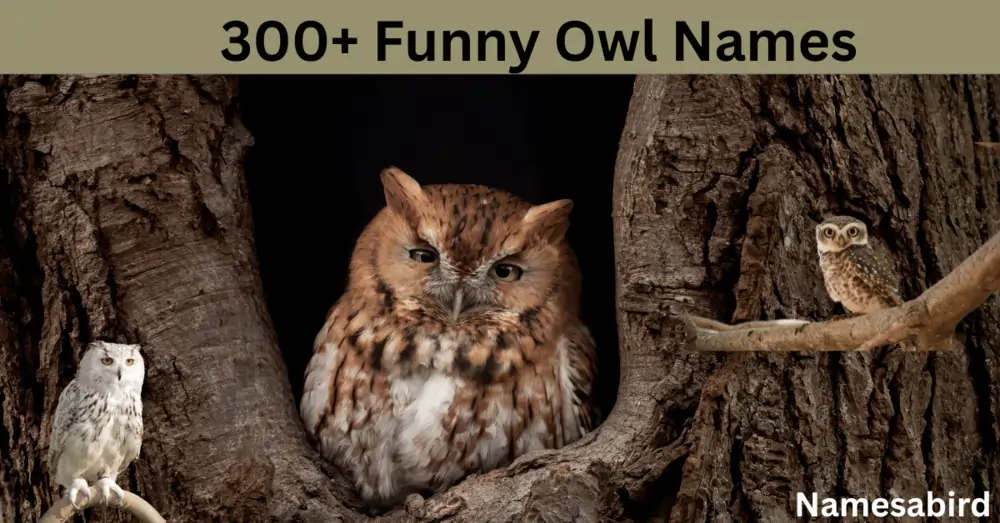 Top 300 + Hilarious and Funny Owl Names