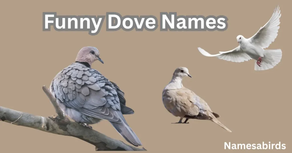 Funny Dove Names