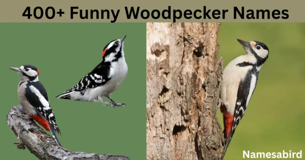 400+ Funny Woodpecker Names: Hilarious & Unique Ideas to Make You Smile