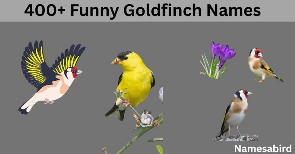 400+ Funny Goldfinch Names: Hilarious & Unique Cool Ideas