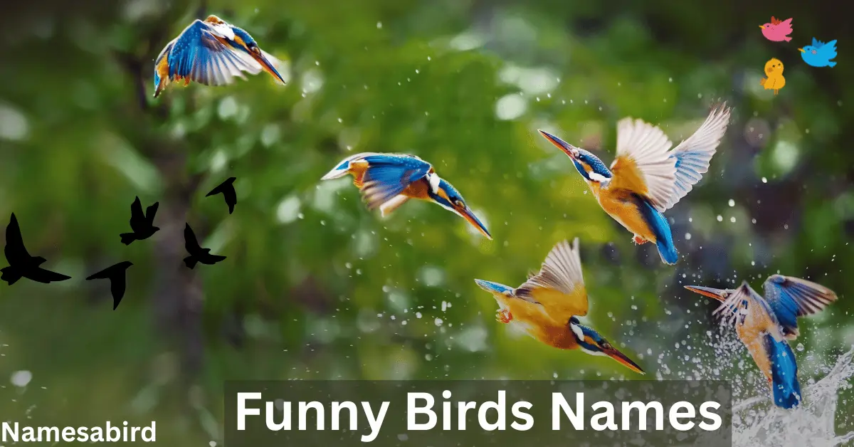 Funny Bird Names