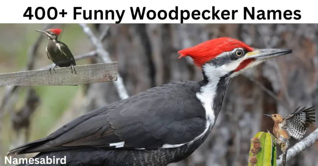 400+ Funny Woodpecker Names: Hilarious & Unique Ideas to Make You Smile
