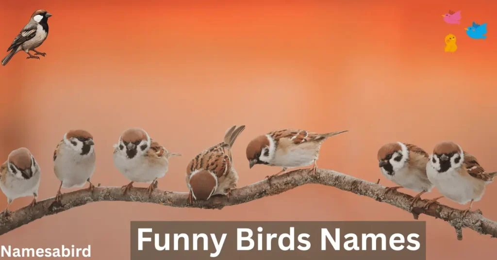 Sparrow Names