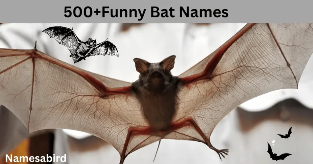 Funny Bat Names: 100+ Hilarious Spooky and Cool Ideas for Your Pet Bat