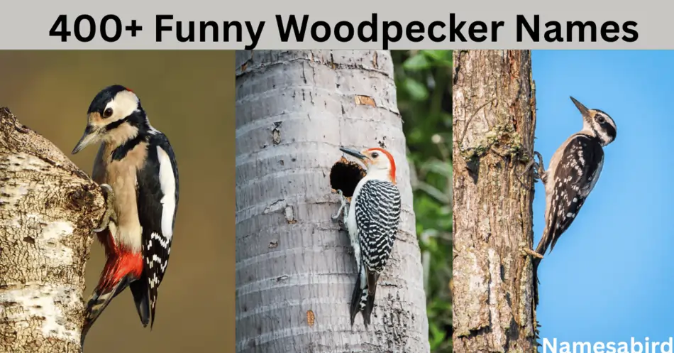 400+ Funny Woodpecker Names: Hilarious & Unique Ideas to Make You Smile