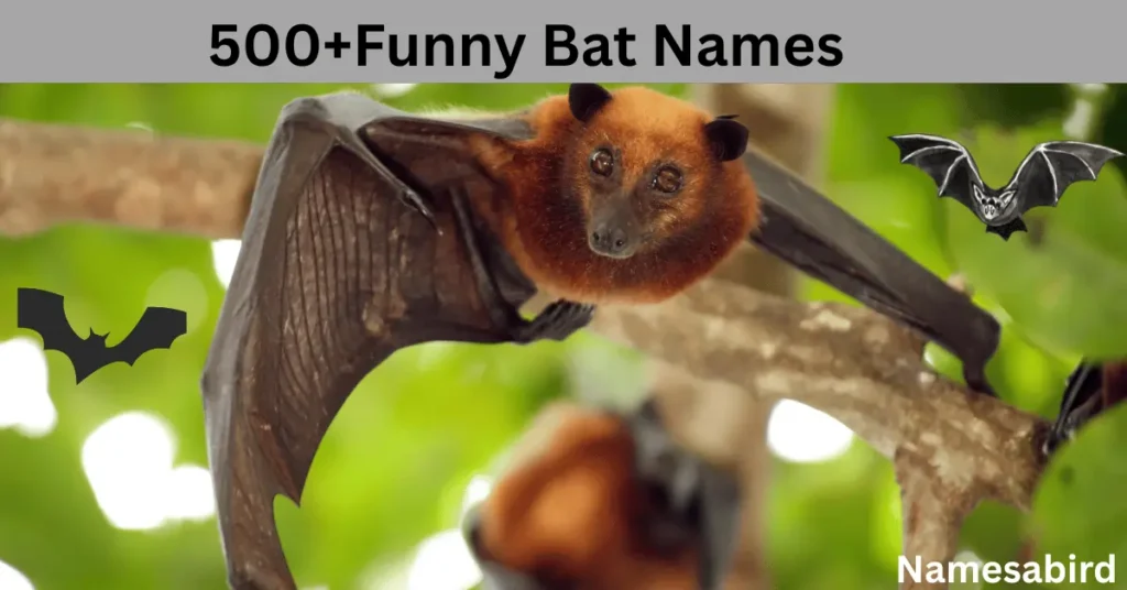 Funny Bat Names: 100+ Hilarious Spooky and Cool Ideas for Your Pet Bat