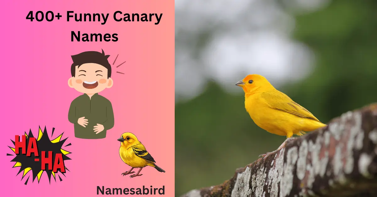 Canary Names – 400 + Funny, Unique Names for Your Pet Canary
