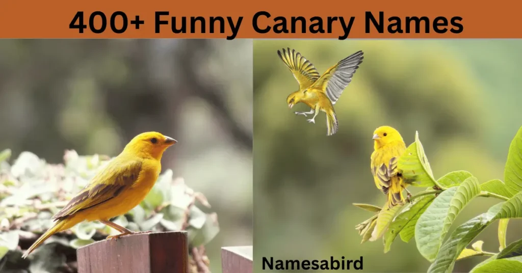 Canary Names – 400 + Funny, Unique Names for Your Pet Canary