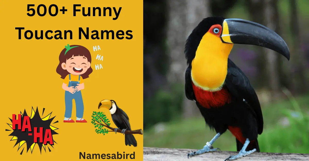 400+ Funny Toucan Names: Catchy & Trendy Ideas with Generator